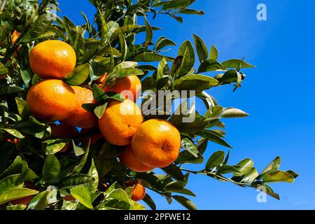 oranges on a branch with green leaves on tree Stock Photo