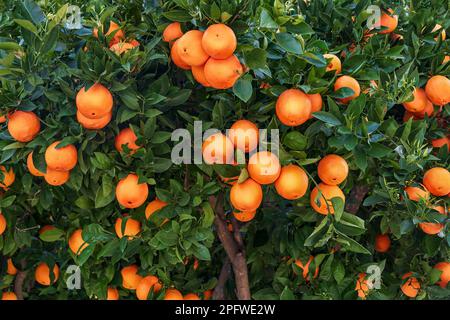 oranges on a branch with green leaves on tree Stock Photo