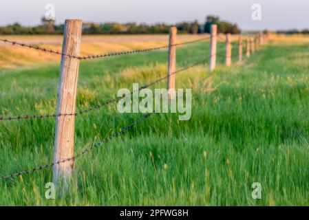 Sunset light on fence posts with tall green grass and a field in the background Stock Photo