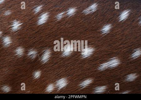 a texture background of deer leather Stock Photo