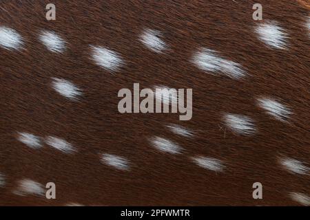 a texture background of deer leather Stock Photo