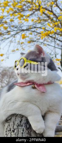 The Pet owner takes cat to park for sight in springwith nice chrysanthemum Suzuki background Stock Photo