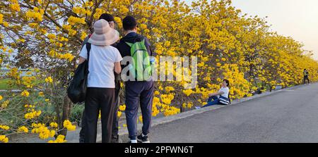 Dalin Chenjingliao, Chiayi - March, 10 2023 : Suzuki chinensis is in full bloom everywhere, Chiayi, Taiwan Stock Photo