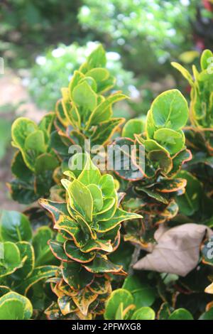 beautiful Euonymus japonicus (green spindle or Japanese spindle) leaves with blurred background Stock Photo
