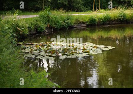 Pink water lilies or lotus flowers Marliacea Rosea in garden pond. Close-up. Nymphs with water droplets on snowy petals and leaves. Floral landscape Stock Photo