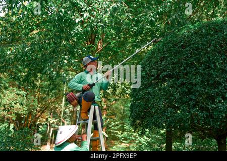 A gardener standing on a stepladder in a city park pruning a tree. Koh Samui, Thailand - 10.31.2022 Stock Photo
