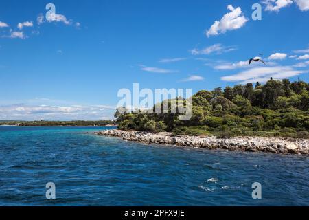 Sveti Jerolim Island with Flying Seagull. Brijuni National Park with Adriatic Sea during Summer Day in Croatia. Stock Photo