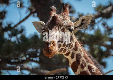 Portrait of Rothschild Giraffe in Zoo. Close-up of Giraffa Camelopardalis in Zoological Garden. Stock Photo