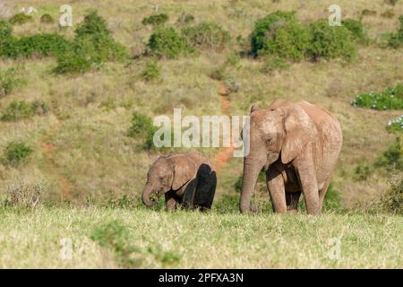 African bush elephants (Loxodonta africana), mother and baby foraging in the grassland, Addo Elephant National Park, Eastern Cape, South Africa,Africa Stock Photo