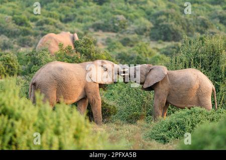 African bush elephants (Loxodonta africana), two young playing fight, evening light, Addo Elephant National Park, Eastern Cape, South Africa, Africa Stock Photo