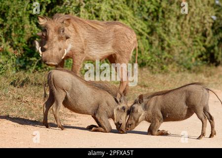 Common warthogs (Phacochoerus africanus), two kneeling youngsters snout to snout, measuring each other on a dirt road, adult male in back, Addo NP, Stock Photo