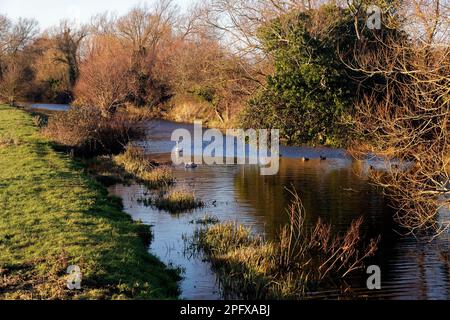 Disused Stroudwater Navigation Canal viewed from Occupation Bridge, Fromebridge, Berkeley Vale, Gloucestershire, UK Stock Photo