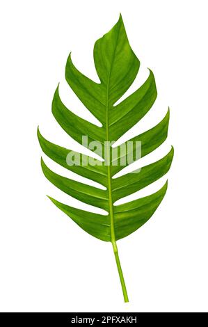 tropical jungle monstera leaves isolated on a white background Stock Photo