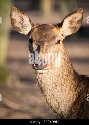 Close-up portrait of a deer in warm natural light, showing large ears, soft brown fur and calm wildlife expression against a blurred background. Stock Photo
