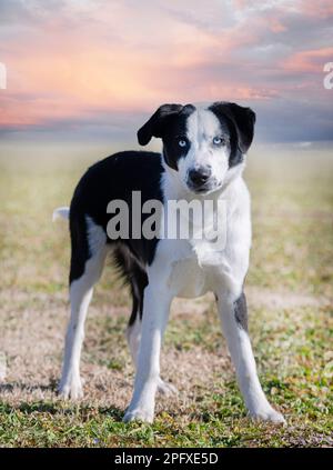 border collie is training for obedience competition in a club Stock Photo