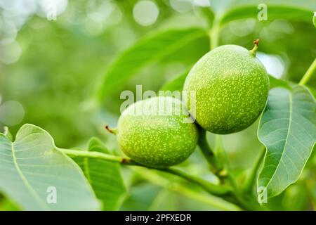 Walnuts ripen on a tree branch Stock Photo
