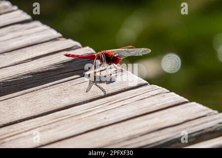 Resting blue dragonfly close up on a blurred background Stock Photo