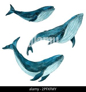 Watercolor illustration with three blue whales, isolate on a white background. Watercolor illustration in marine style. Isolated on a white background Stock Photo