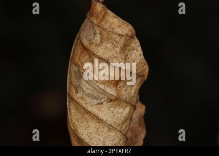 Close up of a brown and weathered beech leaf hanging on a branch with a dark background Stock Photo