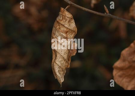 Dried leaves texture Stock Photo - Alamy