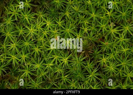 Close up of fresh green moss on the forest floor Stock Photo