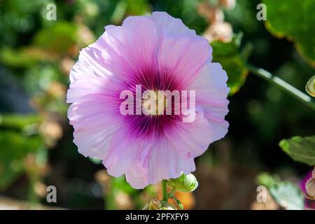 The pink hollyhock(Alcea rosea) are blooming Stock Photo