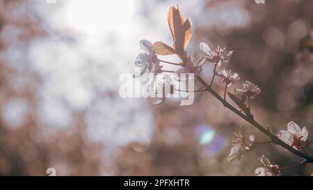 Cherry blossoms adorn the branches on a early sping day Stock Photo