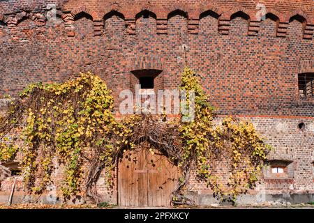 Old wooden gate overgrown with ivy in brick defensive fort Stock Photo