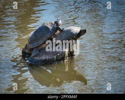Two turtles basking on a rock in a pond, surrounded by calm water and soft reflections. Peaceful wildlife scene showing freshwater turtles resting in Stock Photo