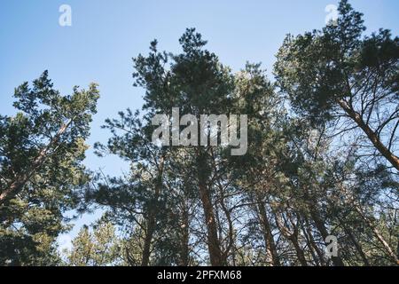 Pine forest with tall trees view from below Stock Photo
