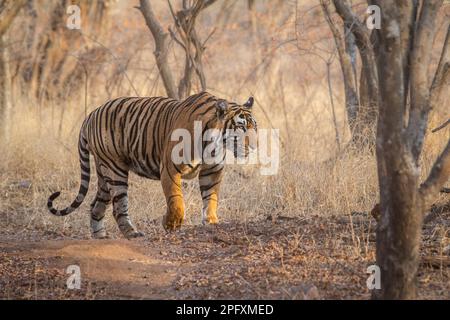 Tiger, Panthera tigris, walks through the forest. Full body side view. Ranthambore National Park, Rajasthan, India Stock Photo