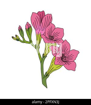 Gladiolus August birth month flower colored vector Stock Vector
