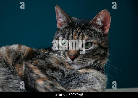 Close-Up Of Muzzle Of Tabby Cat Stock Photo