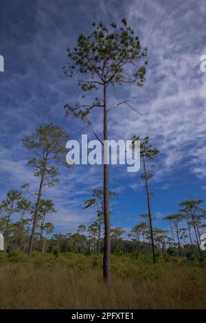 Khasiya Pine on the sky background. Khasiya Pine is a large perennial plant. The trunk is reddish-brown. Flake off Single leaves are clustered. Stock Photo