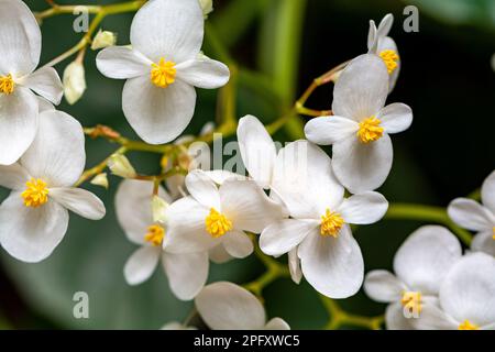 Begonia in spring blooms with very delicate white flowers. Semperflorence Super Olympia White. Stock Photo