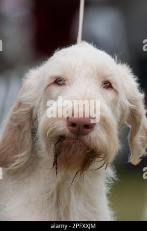 Spinone Italiano close up headshot Stock Photo