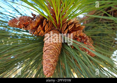 Closeup of dry pine cones on the tree among green pine needles Stock Photo