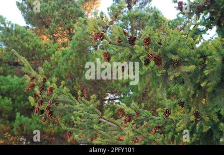 Large group of dry pine cones on a pine tree, Autumn in Patagonia, Argentina, South America Stock Photo
