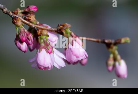 Munich, Germany. 19th Mar, 2023. Cherry blossoms bloom in the Olympic Park. March 20, 2023 is the calendrical beginning of spring. Credit: Sven Hoppe/dpa/Alamy Live News Stock Photo