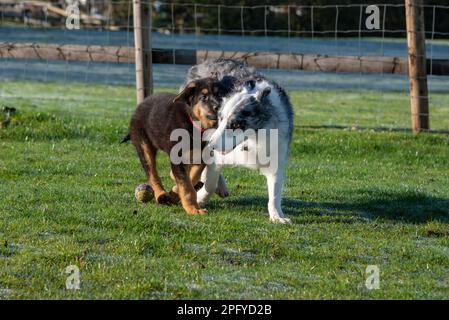 Blue Merle Border Collie playing with a young German Shepherd puppy outdoors in sunshine Stock Photo