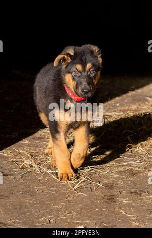 Cute little German Shepherd puppy sitting in the hay in a stable yard in spring sunshine Stock Photo