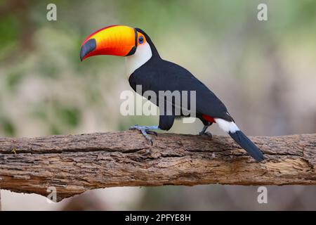 An adult Toco Toucan (Ramphastos toco) perched on an open branch in the Pantanal, Mato Grosso, Brazil Stock Photo