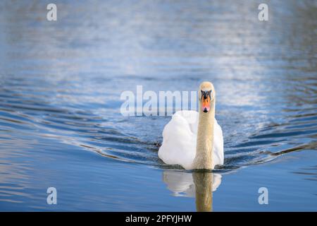 A white swan is swimming gracefully in a tranquil body of water, creating gentle ripples in its wake Stock Photo