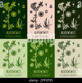 Set of vector drawings MEADOWSWEET in different colors. Hand drawn illustration. Latin name FILIPENDULA ULMARIA L. Stock Photo