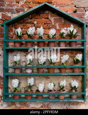 Garden display of scented white hyacinths in terracotta pots in spring against old garden wall - England, UK Stock Photo
