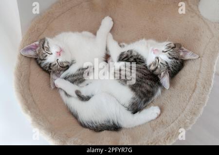 Two cute little kittens, a pair of siblings 8 weeks old, tabby with white, sleeping and cuddling together side by side in a cozy cat bed Stock Photo