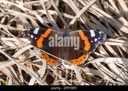 Red admiral butterfly (Vanessa atalanta) warming in the March sun after emerging from hibernation, Hampshire, England, UK Stock Photo