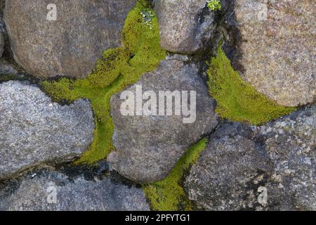 Stone wall with green moss. Serves as a textured rock background. Stock Photo