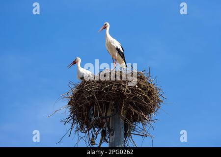 Storks on nest on sky background, couple of white birds stands at its home in summer. Wild stork family living in village or town. Theme of nature, wi Stock Photo