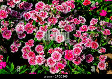 China pink (Dianthus chinensis), a type of dianthus, is pictured, March 8, 2023, in Mobile, Alabama. China pink is a perennial plant. Stock Photo